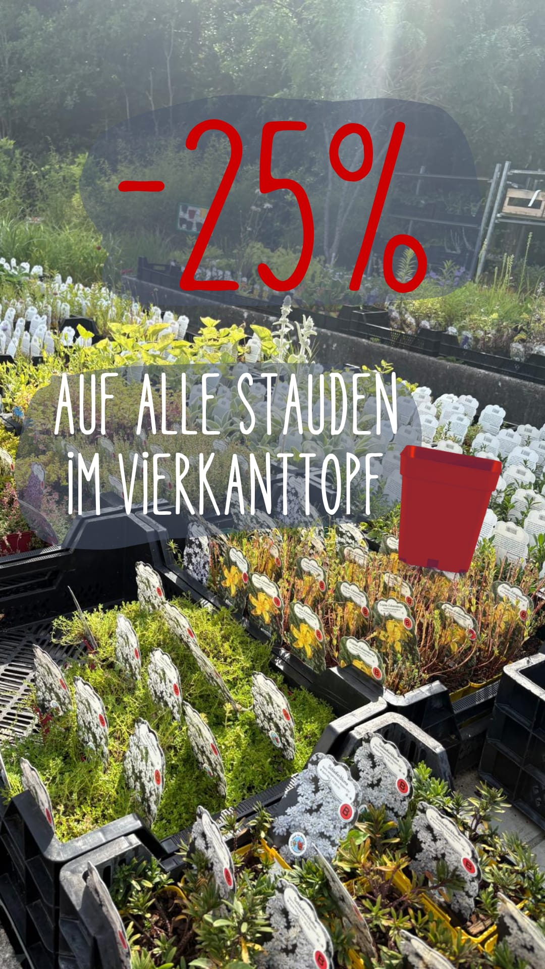Stauden reduziert!